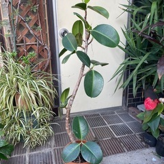 観葉植物　ゴムの木　高さ１２５センチの画像