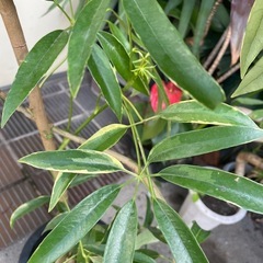 観葉植物　斑入りアンガスディフォリア　高さ１２０センチの画像