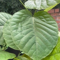 観葉植物　ウンベラータ　高さ１８０センチの画像