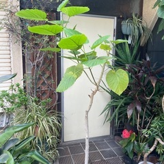 観葉植物　ウンベラータ　高さ１８０センチの画像