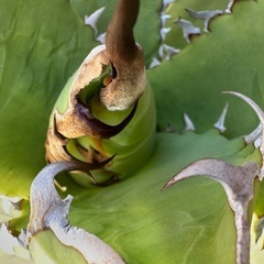 ★☆アガベ チタノタ ソーラーエクリプス【子株①②③の出品】☆★の画像