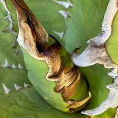 ★☆アガベ チタノタ ソーラーエクリプス【子株①②③の出品】☆★の画像