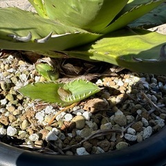 ★☆アガベ チタノタ ソーラーエクリプス【子株①②③の出品】☆★の画像