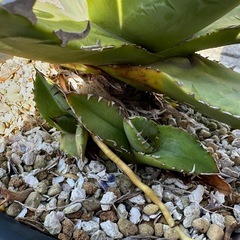 ★☆アガベ チタノタ ソーラーエクリプス【子株①②③の出品】☆★の画像