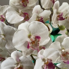 🌸リアル胡蝶蘭 造花 スタンドタイプ（ホワイト＆ピンク）🌸の画像