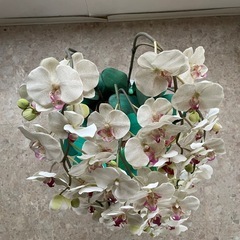 🌸リアル胡蝶蘭 造花 スタンドタイプ（ホワイト＆ピンク）🌸の画像