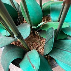 🌸リアル胡蝶蘭 造花 スタンドタイプ（ホワイト＆ピンク）🌸の画像