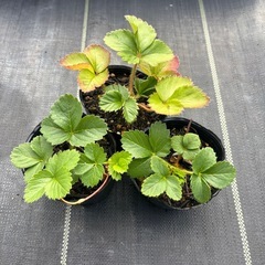 来春のお楽しみ♪いちご苗5株セットの画像