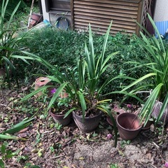 【終了】無料 植木鉢 植物 ブロック等の画像