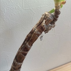 お話中【ユッカ③】観葉植物　の画像