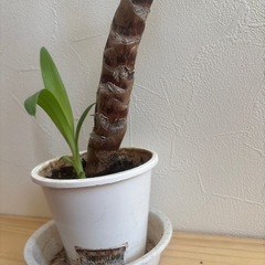お話中【ユッカ③】観葉植物　の画像