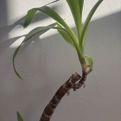 お話中【ユッカ③】観葉植物　の画像