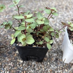 多肉植物　寄植え カリシアレペンスの画像