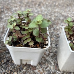 多肉植物　寄植え カリシアレペンスの画像