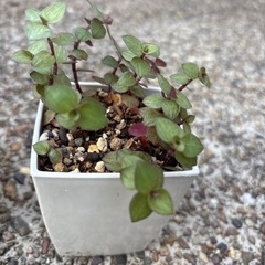 多肉植物　寄植え カリシアレペンスの画像