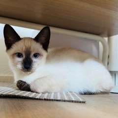 ３ヶ月！甘えん坊シャムミックス男子、シャオくん♡