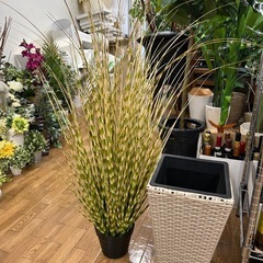 インテリアプランツ人口植物の画像