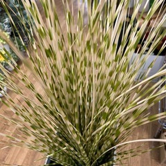 インテリアプランツ人口植物の画像