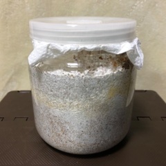 能勢YG血統 国産オオクワガタ 3令幼虫♂1頭30.9g 1400cc菌糸クリアボトル入りの画像