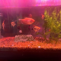 水槽一式と熱帯魚セットの画像