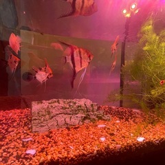 水槽一式と熱帯魚セットの画像