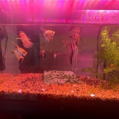 水槽一式と熱帯魚セットの画像