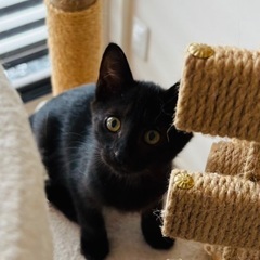 ３ヶ月！ちょっぴり人見知りな黒猫の女の子、かぎちゃん♡