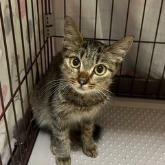 ４ヶ月！おめめクリクリ女子！ゆずちゃん♡