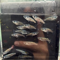 ネプチューンメダカ20匹の画像