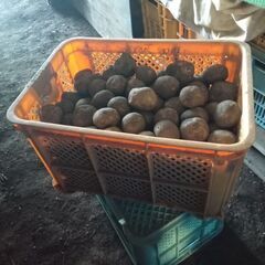 じゃがいも キタアカリ コンテナ1個 お得 札幌配達の画像