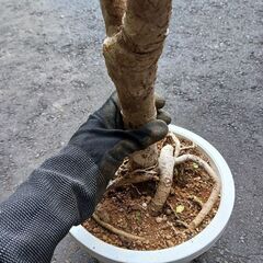 15000円　ツピタンサス　曲がり　個性的　観葉植物の画像