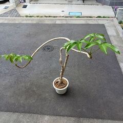 15000円　ツピタンサス　曲がり　個性的　観葉植物の画像