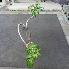 15000円　ツピタンサス　曲がり　個性的　観葉植物の画像