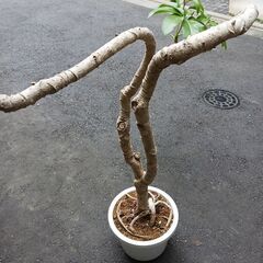 15000円　ツピタンサス　曲がり　個性的　観葉植物の画像