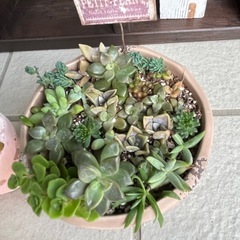 ✨すぐに飾れる♡飾り棚＆多肉植物②✨の画像