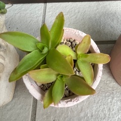 ✨すぐに飾れる♡飾り棚＆多肉植物②✨の画像