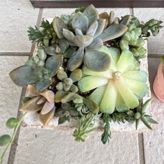 ✨すぐに飾れる♡飾り棚＆多肉植物②✨の画像