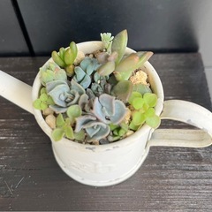 ✨すぐに飾れる♡飾り棚＆多肉植物③✨の画像