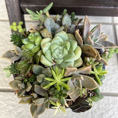 ✨すぐに飾れる♡飾り棚＆多肉植物③✨の画像