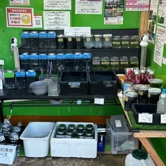 過去最高の出品数　めだか即売会