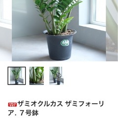 観葉植物(ザミオクルカス)の画像