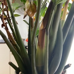 観葉植物(ザミオクルカス)の画像