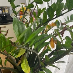 観葉植物(ザミオクルカス)の画像