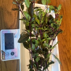 ホーリーバジル 30g【無農薬】の画像