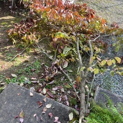 木、落ち葉　お譲りします。。の画像
