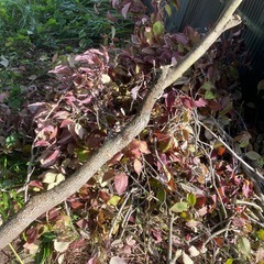 木、落ち葉　お譲りします。。の画像