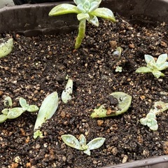 エケベリア（多肉植物・石蓮花）の画像