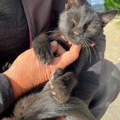 黒猫　メス　生後4ヶ月