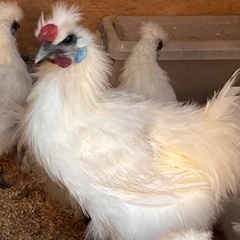 烏骨鶏のオス