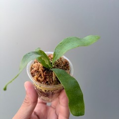 ビカクシダ　Alcicolne ver.Africa　の画像